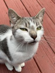 Lost Female Cat last seen Brunswicke drive , Mount Pocono, PA 18344