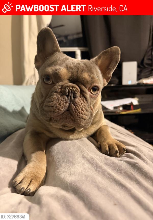 Lost Male Dog last seen Av Norwood por la sierra, Riverside, CA 92501