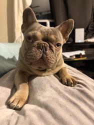 Lost Male Dog last seen Av Norwood por la sierra, Riverside, CA 92501