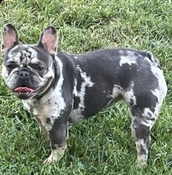 Lost Female Dog last seen Starr Ave, Toledo, OH 43605