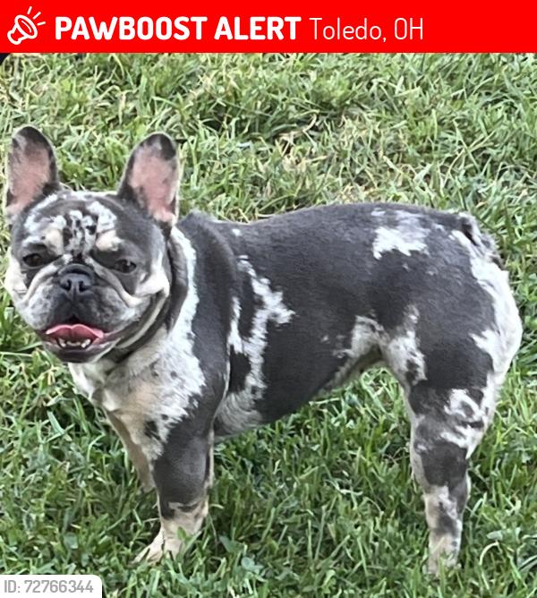 Lost Female Dog last seen Starr Ave, Toledo, OH 43605