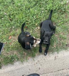 Found/Stray Female Dog last seen High butte dr., San Angelo, TX 76905