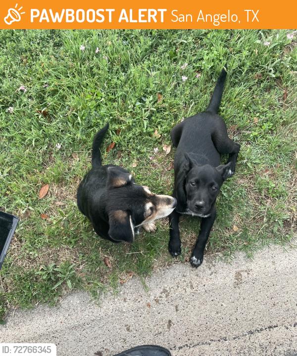 Found/Stray Female Dog last seen High butte dr., San Angelo, TX 76905