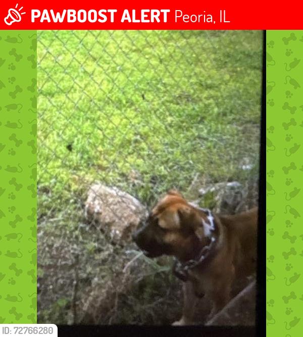 Lost Male Dog last seen Garden and Westmoreland , Peoria, IL 61605