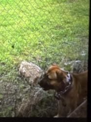 Lost Male Dog last seen Garden and Westmoreland , Peoria, IL 61605