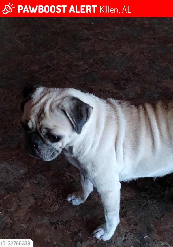 Lost Female Dog last seen County road 130 near the pipelines , Killen, AL 35645