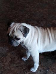 Lost Female Dog last seen County road 130 near the pipelines , Killen, AL 35645