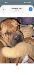 Lost Male Dog last seen Providence LN./Alafaya woods apmts #461 G, Oviedo, FL 32765