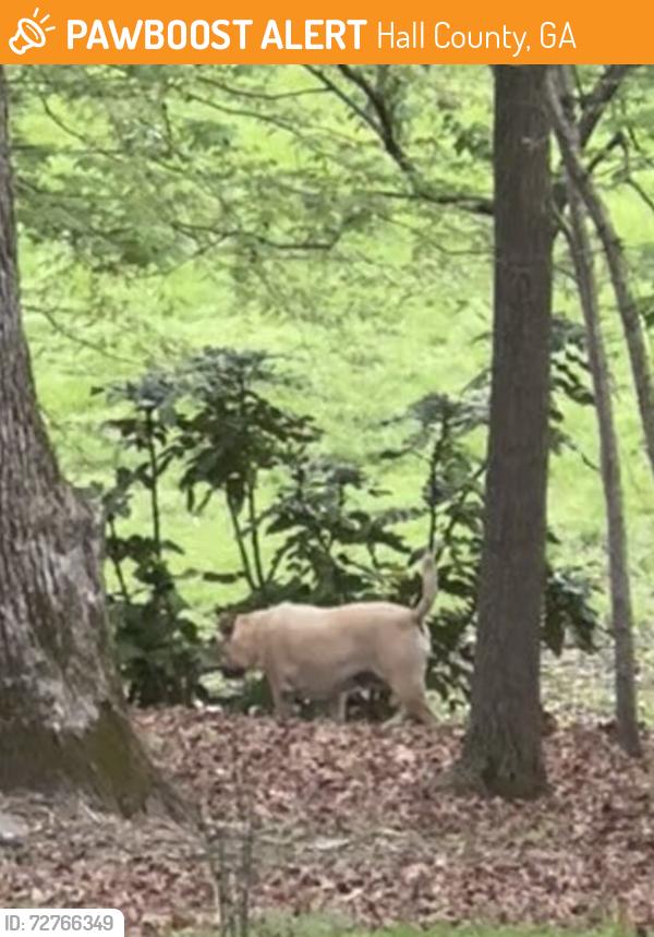 Found/Stray Unknown Dog last seen Near South Bend church, Hall County, GA 30506