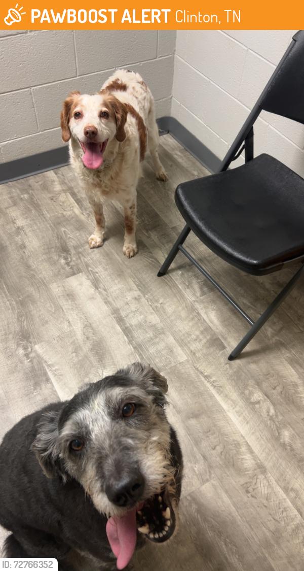 Found/Stray Female Dog last seen Anderson county high school , Clinton, TN 37716