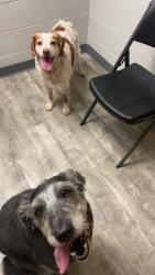 Found/Stray Female Dog last seen Anderson county high school , Clinton, TN 37716