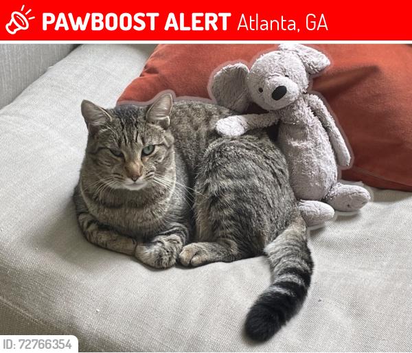 Lost Male Cat last seen Millbrook or paren vallet, Atlanta, GA 30327