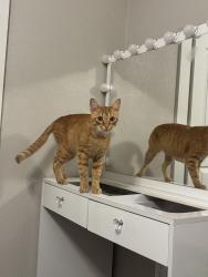 Lost Male Cat last seen Mesa street, Houston, TX 77078