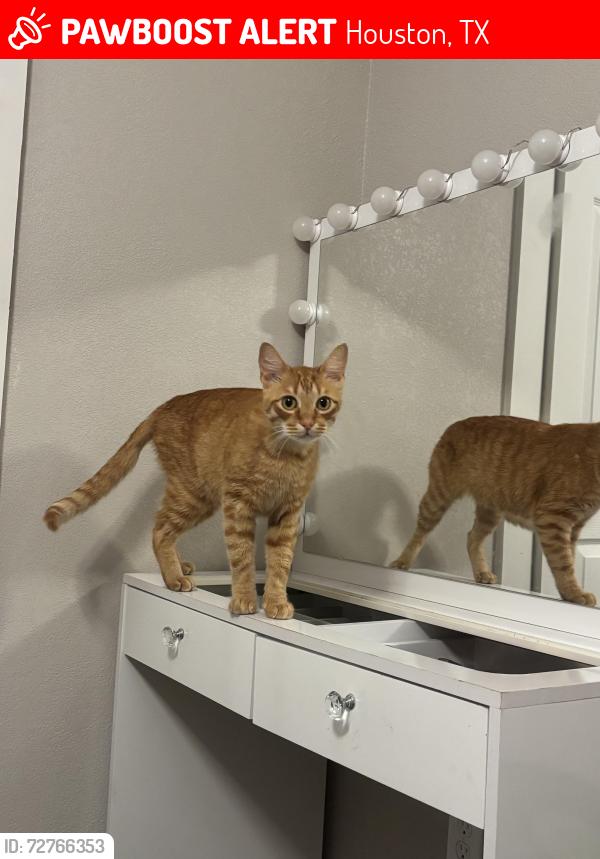 Lost Male Cat last seen Mesa street, Houston, TX 77078