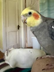 Lost Male Bird last seen Between Cline Dr. and Petit Rd, Baker, LA 70714