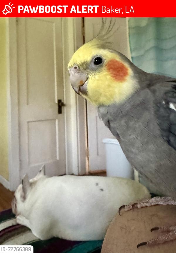 Lost Male Bird last seen Between Cline Dr. and Petit Rd, Baker, LA 70714