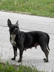 Found/Stray Female Dog last seen On Raymond by Gods First church, off Trampe, Spanish Lake, MO 63138