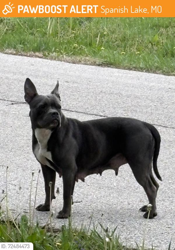 Found/Stray Female Dog last seen On Raymond by Gods First church, off Trampe, Spanish Lake, MO 63138