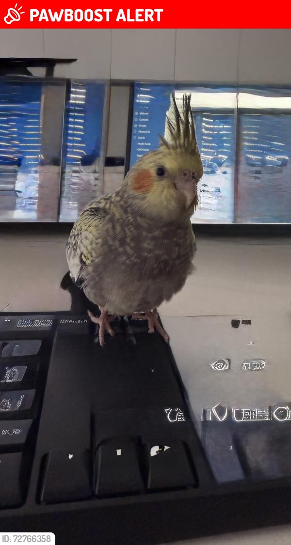 Lost Male Bird last seen Beckett road, Bridgeman Downs, QLD 4035