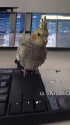 Lost Male Bird last seen Beckett road, Bridgeman Downs, QLD 4035