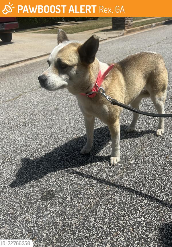 Found/Stray Female Dog last seen Stagecoach Rd & Rex Rd, Rex, GA 30273