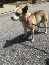 Found/Stray Female Dog last seen Stagecoach Rd & Rex Rd, Rex, GA 30273