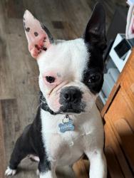 Lost Male Dog last seen Near Lake Eufaula  neighborhood near Lindsay Chapel Baptist Church and McIntosh Co. Water District 8, Eufaula, OK 74432