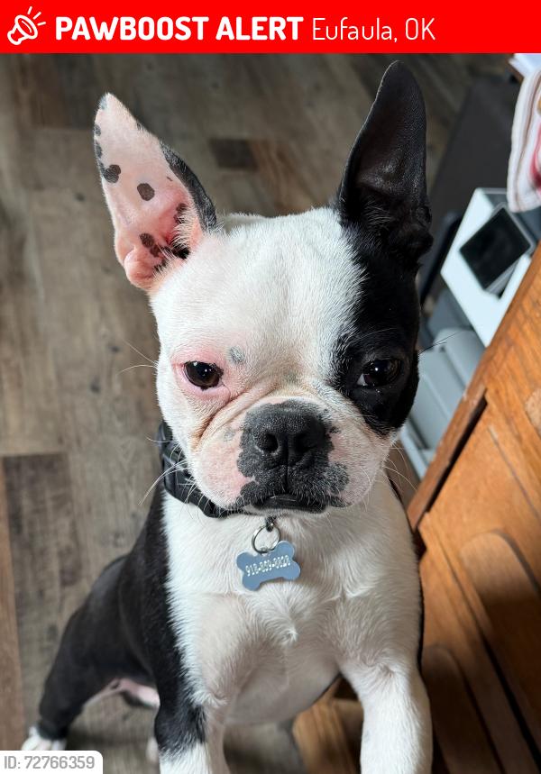 Lost Male Dog last seen Near Lake Eufaula  neighborhood near Lindsay Chapel Baptist Church and McIntosh Co. Water District 8, Eufaula, OK 74432