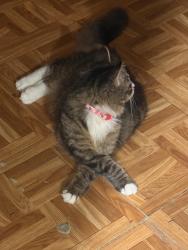 Lost Female Cat last seen Near Leonard Williams rd, Wartburg, TN 37887