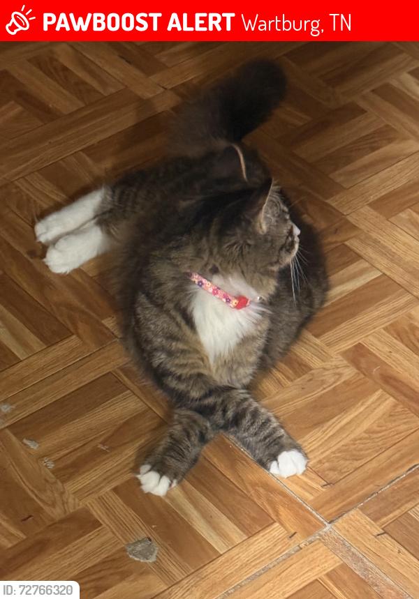 Lost Female Cat last seen Near Leonard Williams rd, Wartburg, TN 37887