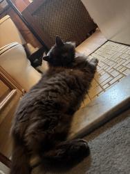 Lost Male Cat last seen Henry street, South Amboy, NJ 08879