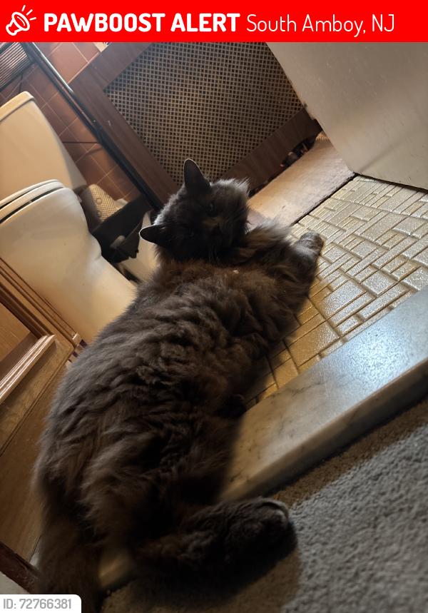 Lost Male Cat last seen Henry street, South Amboy, NJ 08879