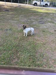 Found/Stray Male Dog last seen Lamb elementary, Riverview, FL 33578