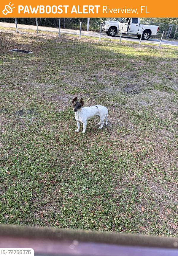 Found/Stray Male Dog last seen Lamb elementary, Riverview, FL 33578