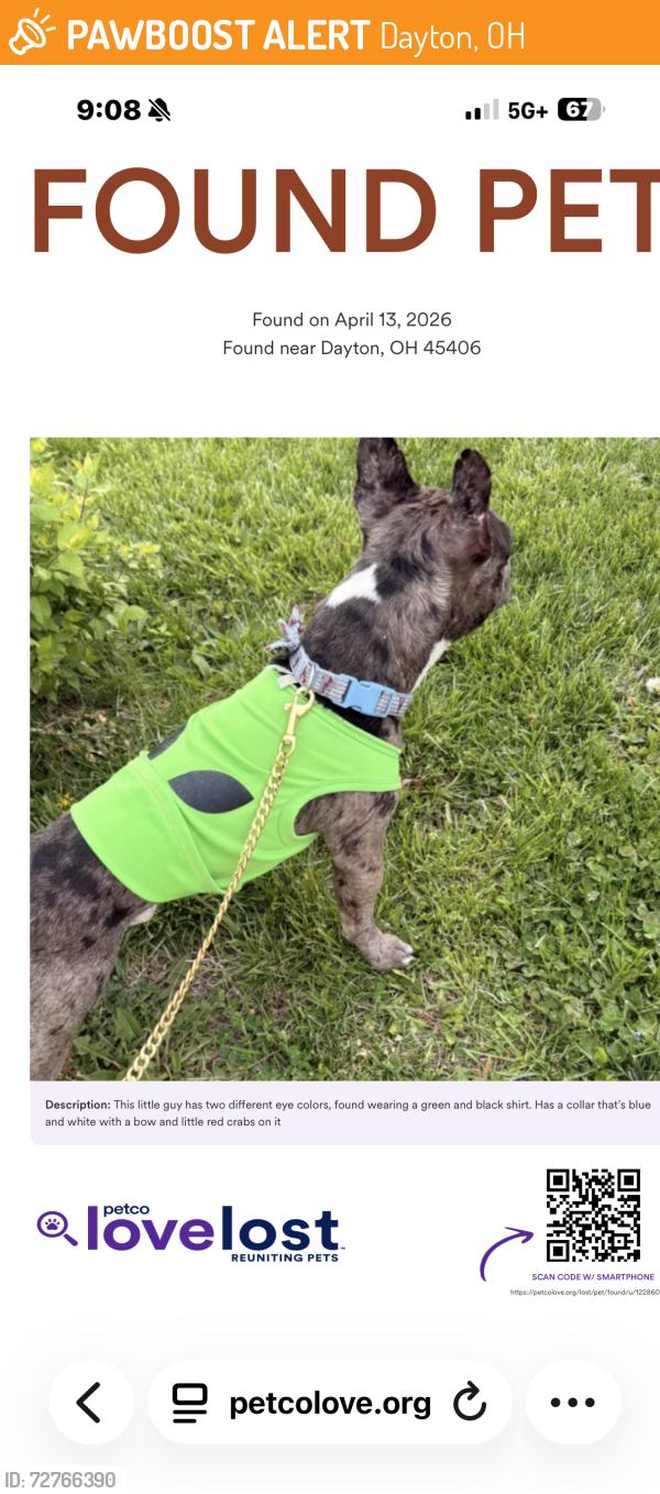 Found/Stray Male Dog last seen W Fairview Ave and Rugby Rd, Dayton, OH 45405