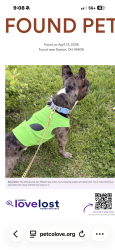 Found/Stray Male Dog last seen W Fairview Ave and Rugby Rd, Dayton, OH 45405