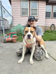 Found/Stray Male Dog last seen Pleasant street and South Patricia street underneath the bridge to 75. Near the marathon oil refinery., Detroit, MI 48217