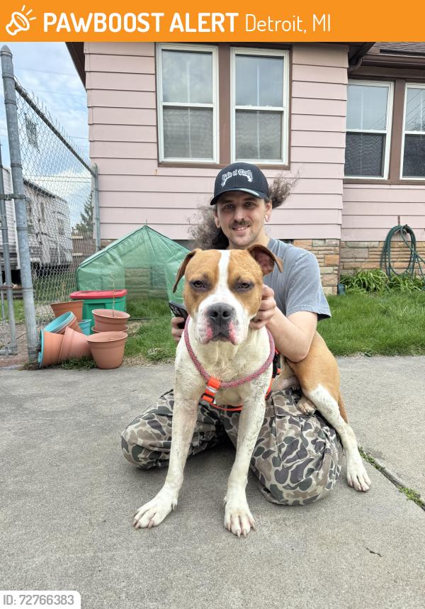 Found/Stray Male Dog last seen Pleasant street and South Patricia street underneath the bridge to 75. Near the marathon oil refinery., Detroit, MI 48217