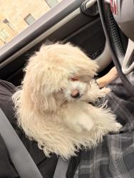 Lost Female Dog last seen Near 13th Ave S , Minneapolis, MN 55407