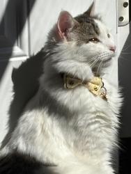 Lost Female Cat last seen Columbus st and Richard ave , Grove City, OH 43123