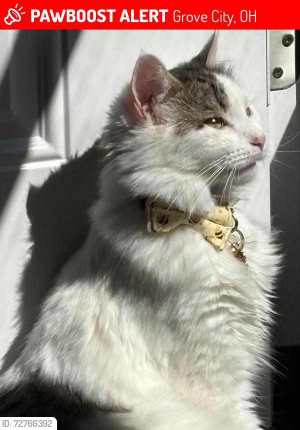 Lost Female Cat last seen Columbus st and Richard ave , Grove City, OH 43123