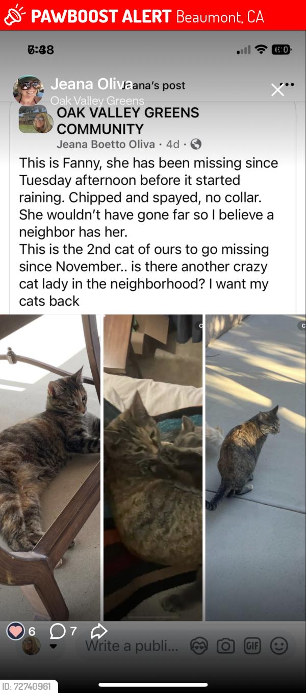 Lost Female Cat last seen Evergreen and Alder St, Beaumont, CA 92223