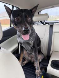 Found/Stray Female Dog last seen Double bogey, San Antonio, TX 78259