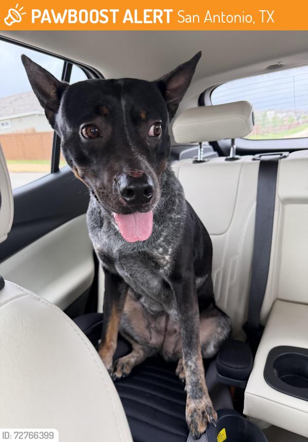 Found/Stray Female Dog last seen Double bogey, San Antonio, TX 78259