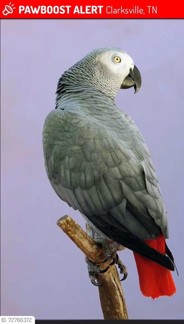 Lost Male Bird last seen Near Blakemore Dr. Briarwood subdivision. , Clarksville, TN 37040
