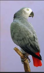 Lost Male Bird last seen Near Blakemore Dr. Briarwood subdivision. , Clarksville, TN 37040