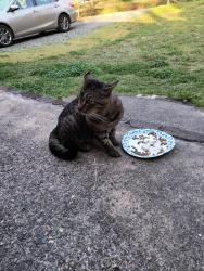Found/Stray Male Cat last seen Dottie mae Dr , Winston-Salem, NC 27107