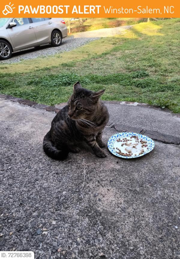 Found/Stray Male Cat last seen Dottie mae Dr , Winston-Salem, NC 27107
