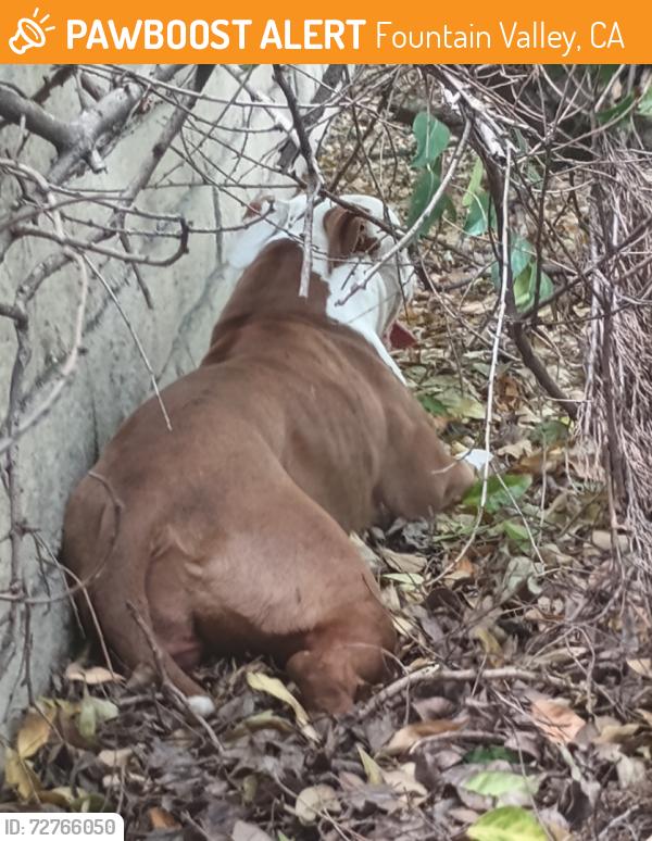 Found/Stray Female Dog last seen Heil and Magnolia , Fountain Valley, CA 92708