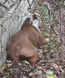 Found/Stray Female Dog last seen Heil and Magnolia , Fountain Valley, CA 92708